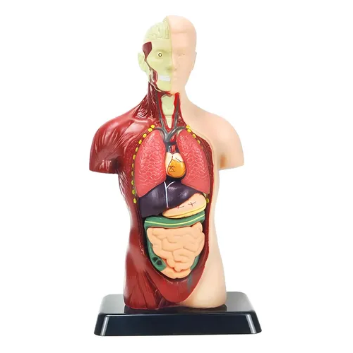 Imagen de reconocimiento de un modelo anatómico del cuerpo humano